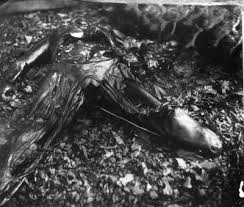 Decomposing corpse from Sally Mann's series, 'Body Farm'